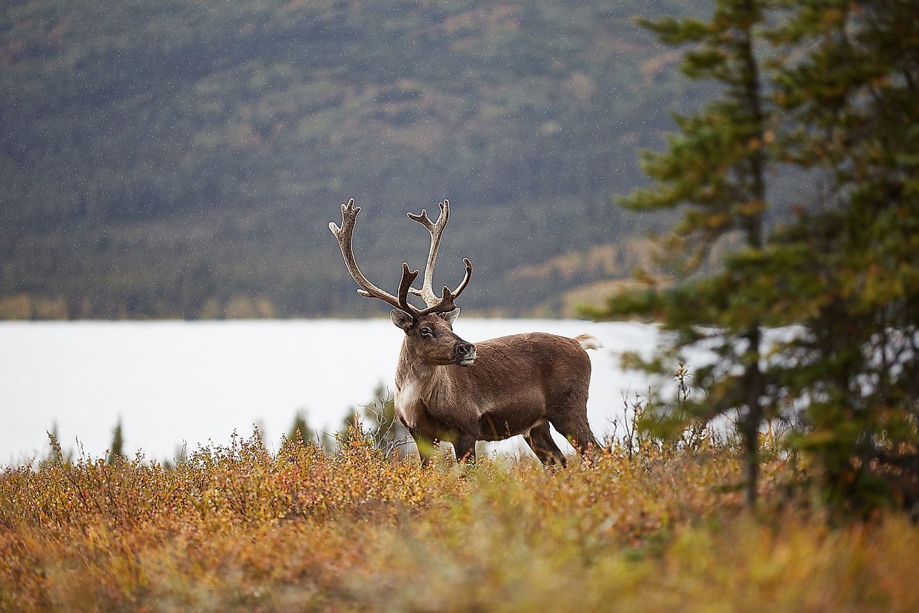 A caribou wandering in the forests of the taiga. Image credit: Svetlana S. Popova/Shutterstock.com