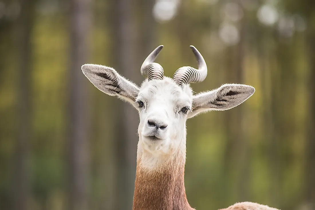 The Dama gazelle is an endangered mammal that can be found in Chad. 