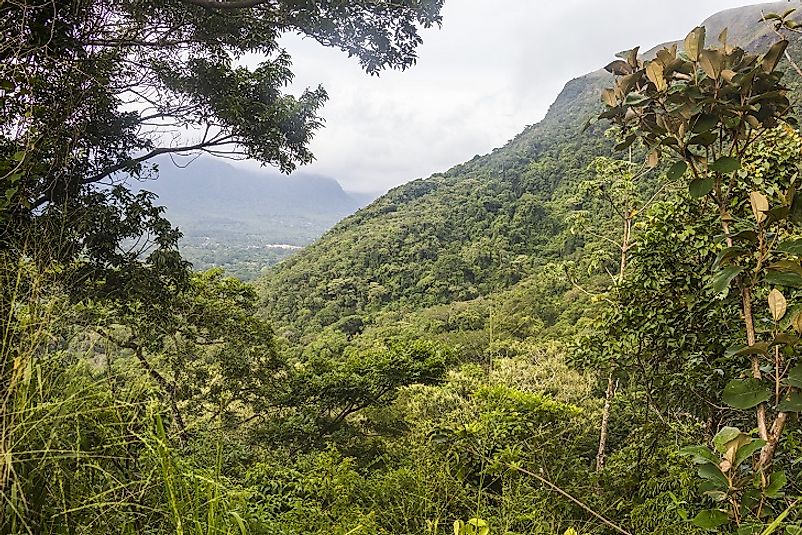Panamanian forest ecosystem.