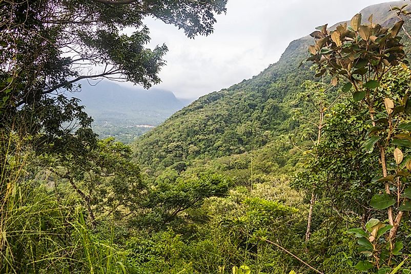 Panamanian forest ecosystem.