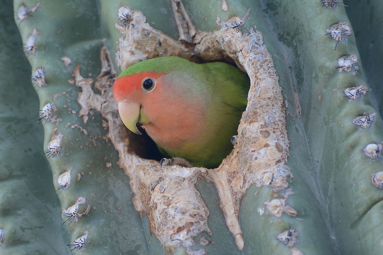 Rosy-faced Lovebird in a nest in a saguaro cactus in the Arizona desert. Image credit: BridgetSpencerPhoto/Shutterstock.com
