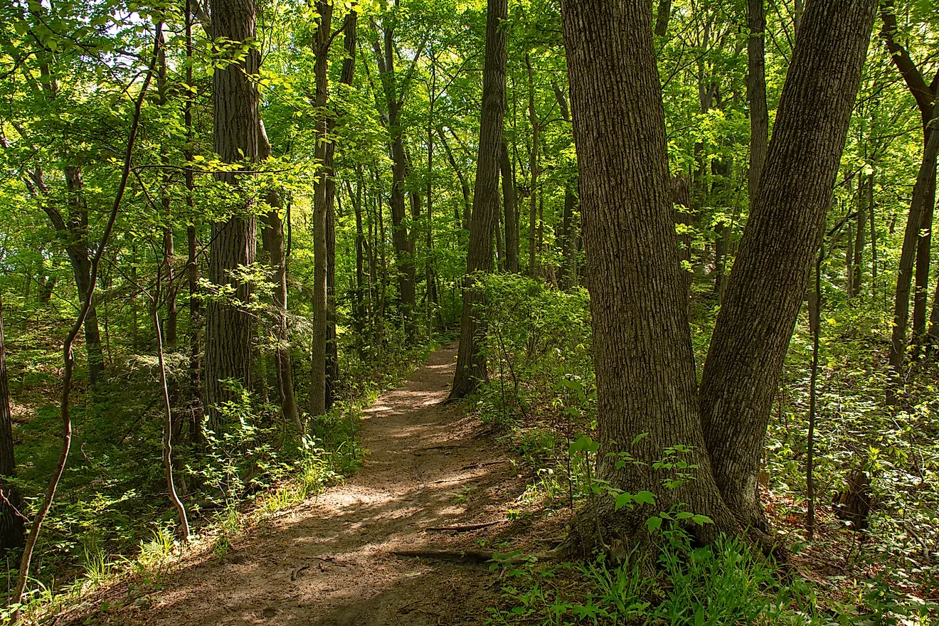 Trails through the woods at Warren Dunes State Park, Michigan with the last climax beech-maple forest. Credit: Nicola Patterson/ Shutterstock.com 