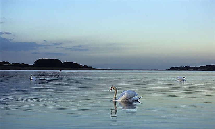 Swans on Rutland Water at dusk.