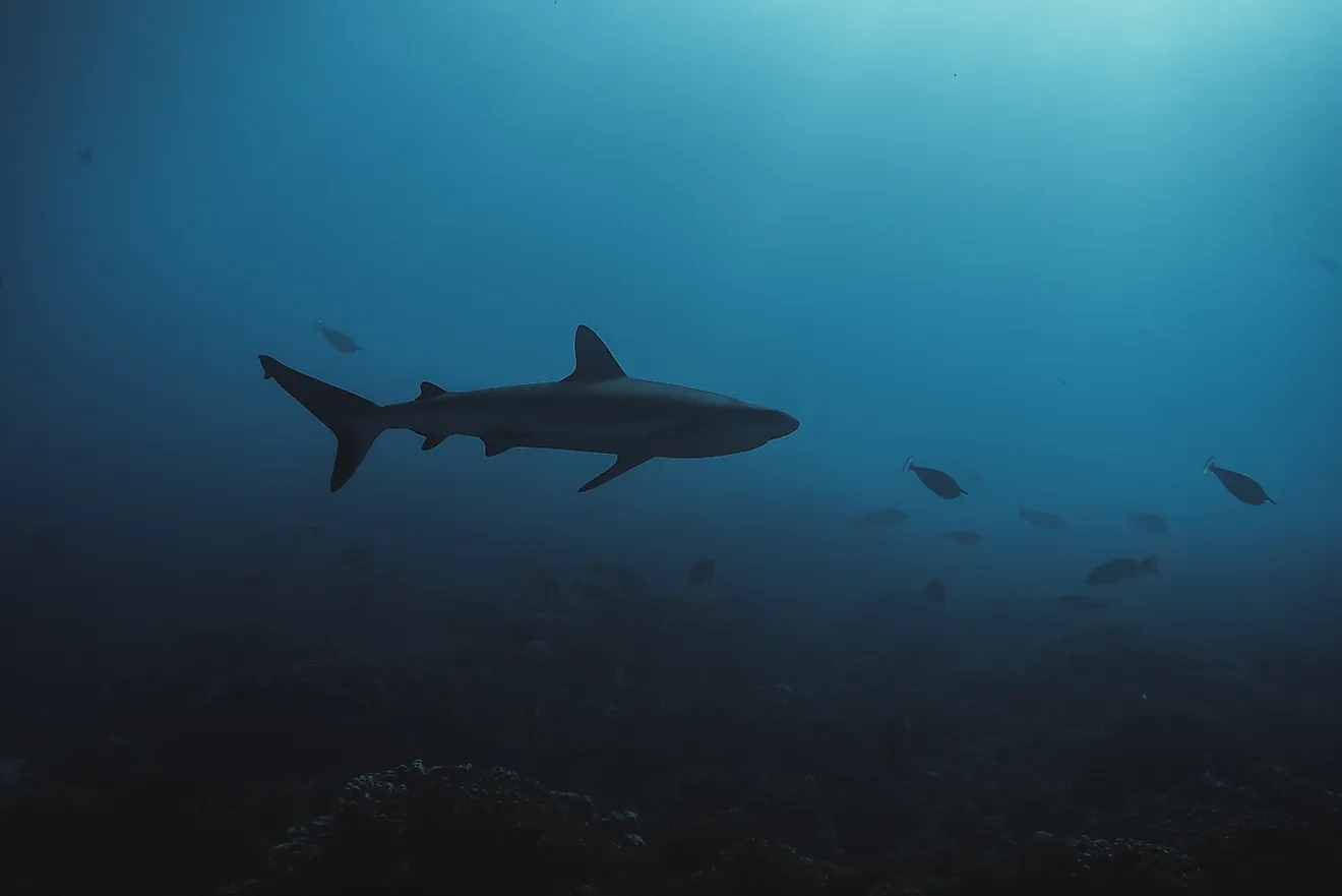 White tip shark with reef fish in the deep blue.