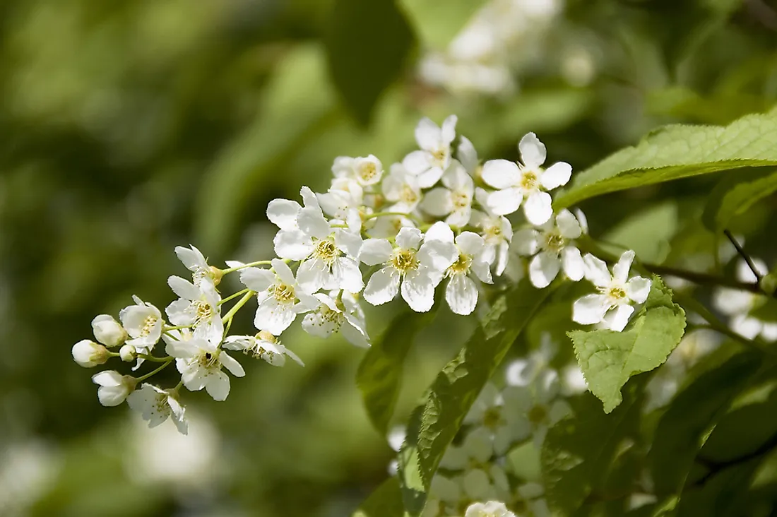 A mayflower plant. 