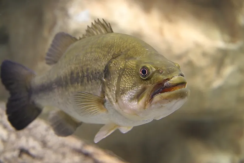 A Rock Bass in the Great Lakes.