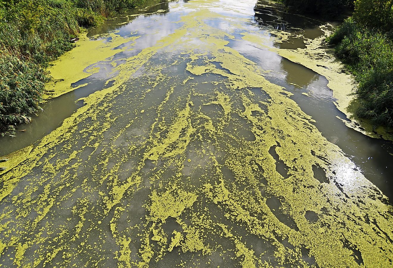 The algae bloom is another result of the pollution of the Ohio River.