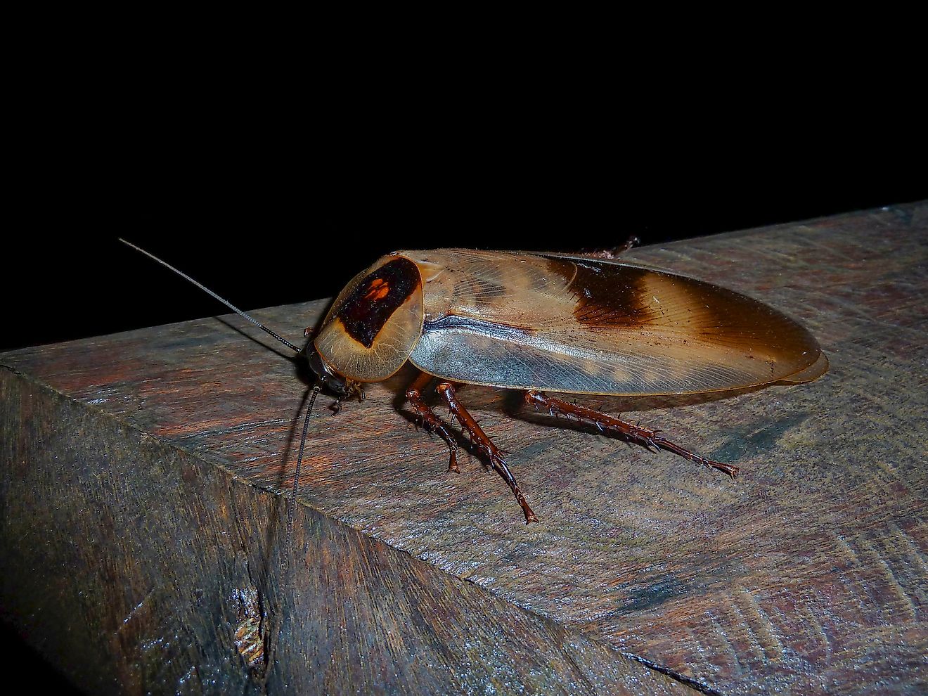 A large cockroach on wooden plank at night time. Image credit: Kakteen/Shutterstock.com