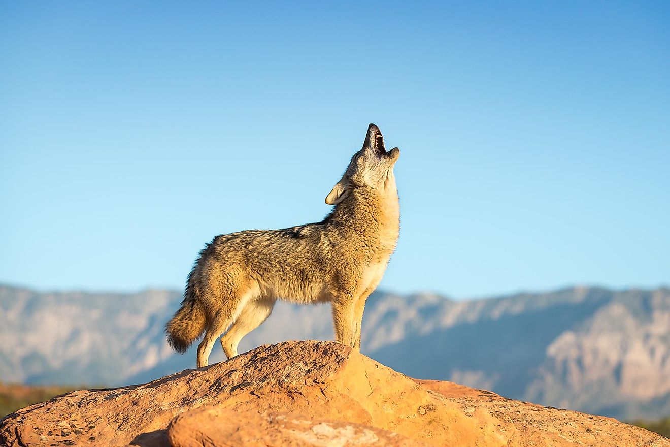 Coyotes normally avoid humans which makes domesticating them incredibly difficult.