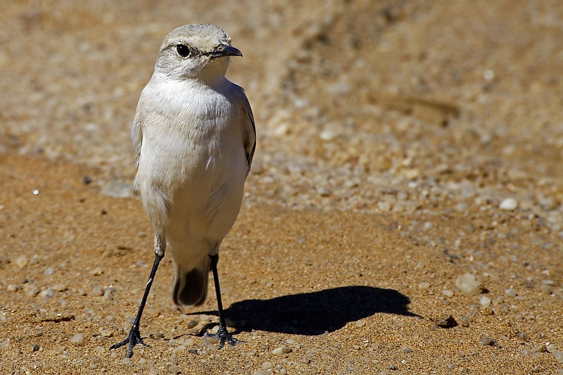 The Dune Lark is a bird species unique to Namibia. 