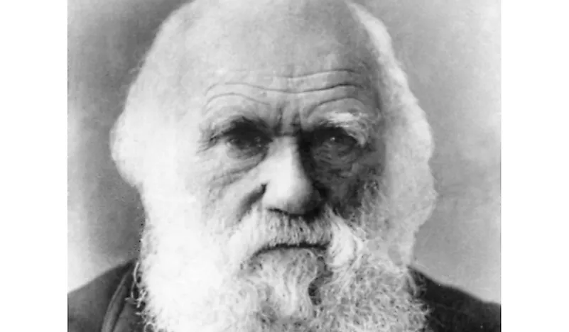 Portrait of Charles Darwin.
