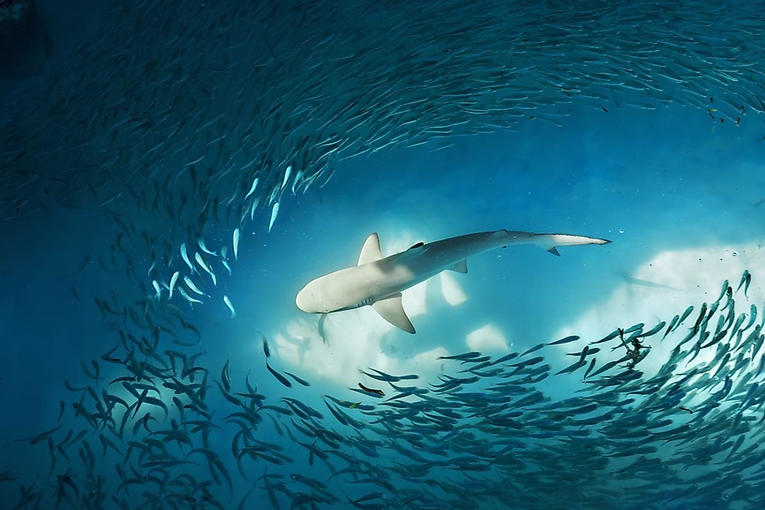 The pectoral fins of a shark cannot curve upwards. 