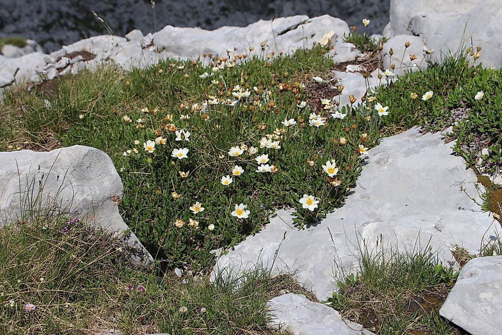 This period got its name from Dryas Octopetala, a wildflower whose leaves thrive in the cold and became common during the YD period.