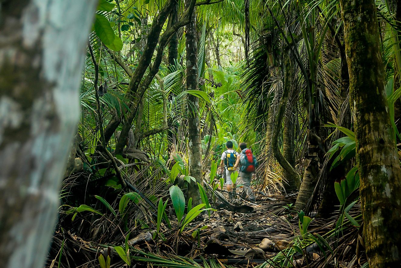 Visitors on a nature trail inside the lush forests of Corcovado National Park, Costa Rica.