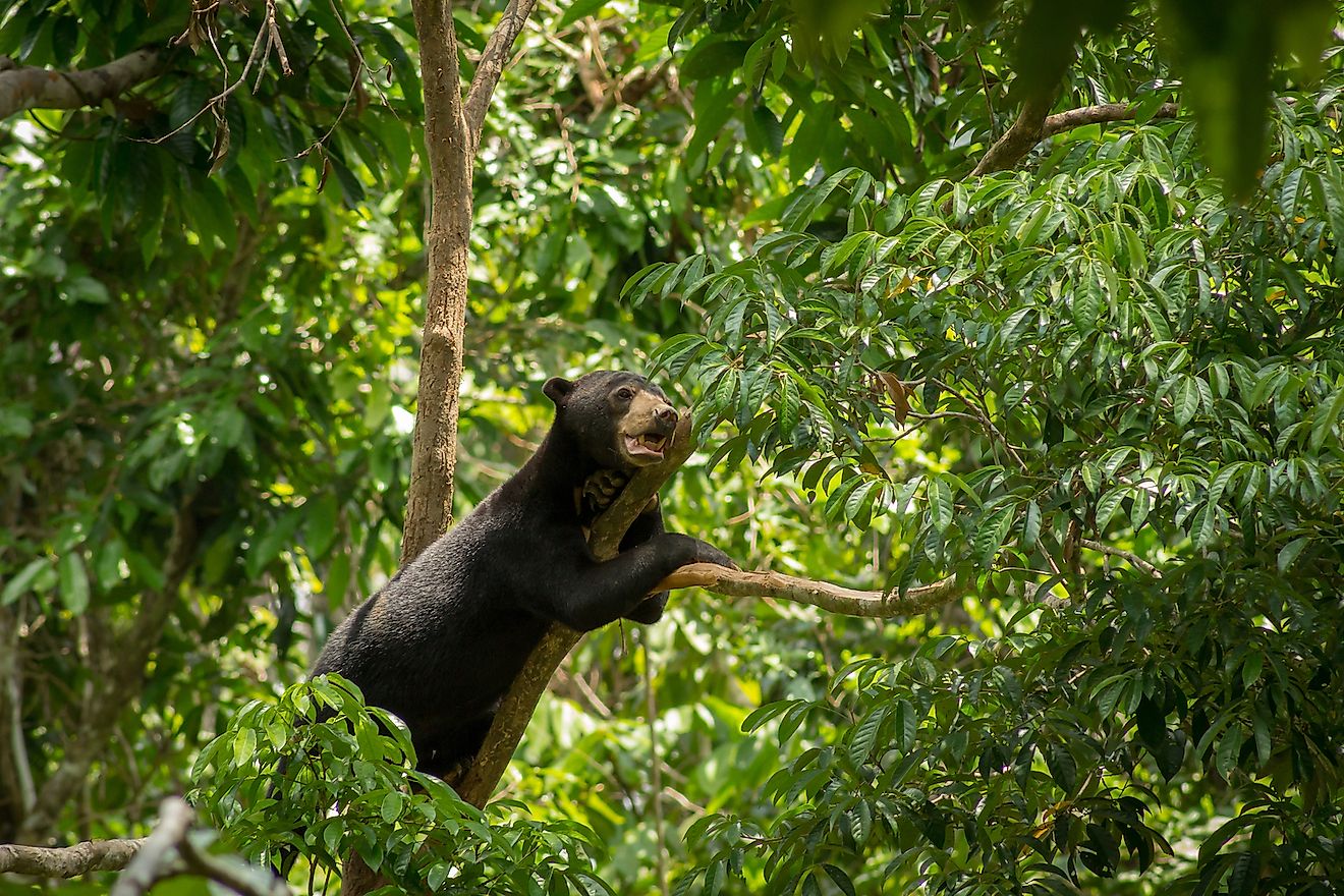 Sun Bear on a tree branch between leaves at Bprnean Sun Bear Conservation Centre in Sepilok, Sabah, Borneo, Malaysia. Image credit: Sabrina Herrmann/Shutterstock.com