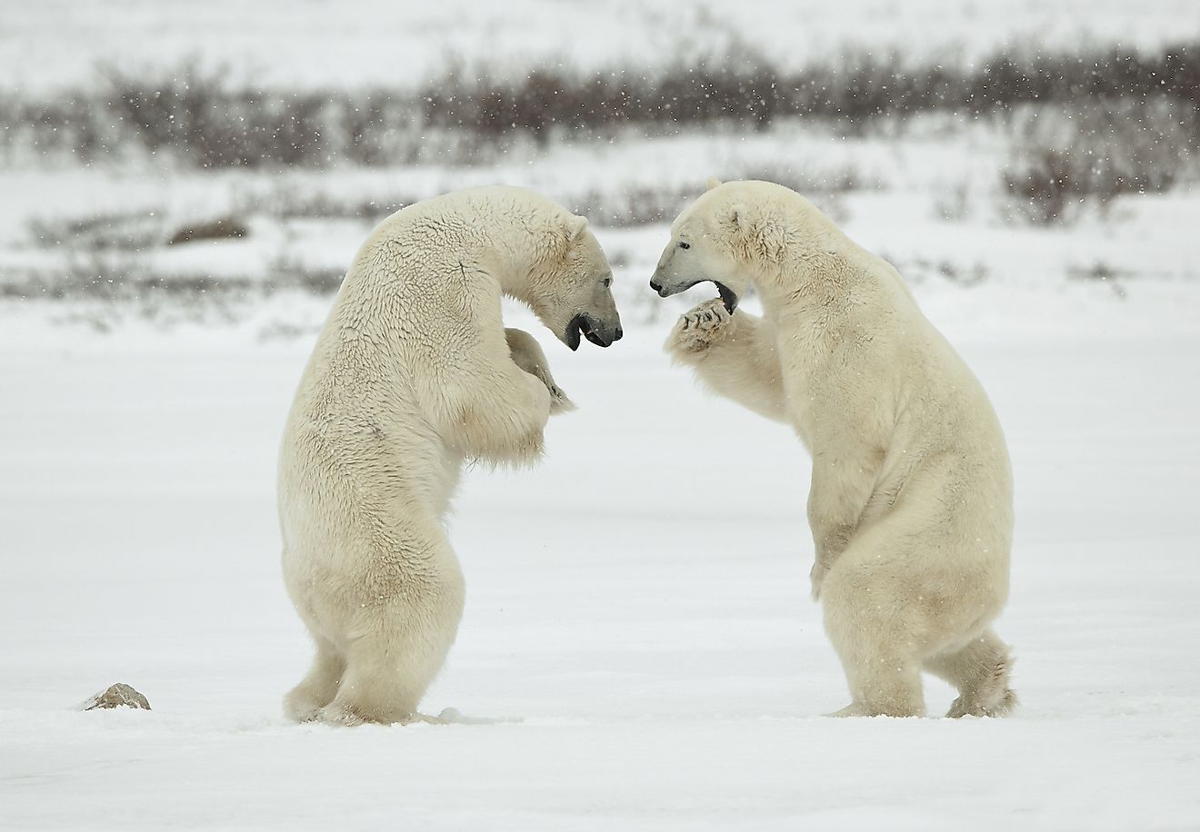 Polar bears in a fighting mode. Image credit: Sergey Uryadnikov/Shutterstock.com