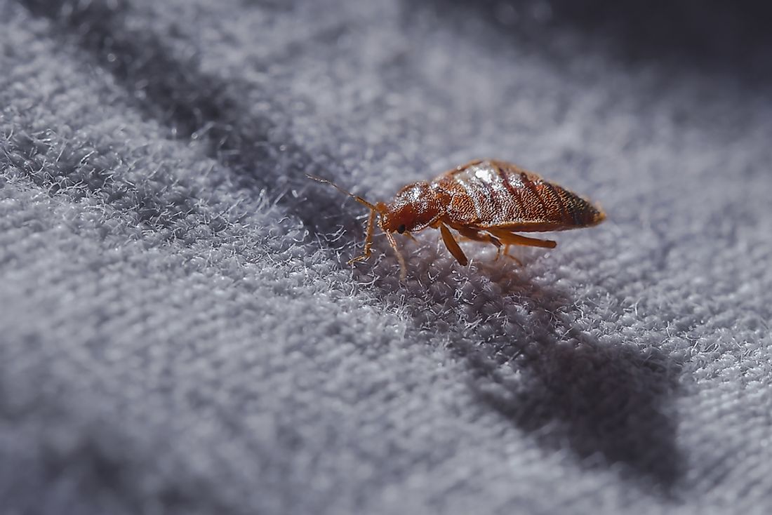 The effects of bed bugs can include psychological damage. 
