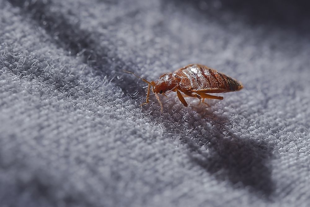 The effects of bed bugs can include psychological damage.
