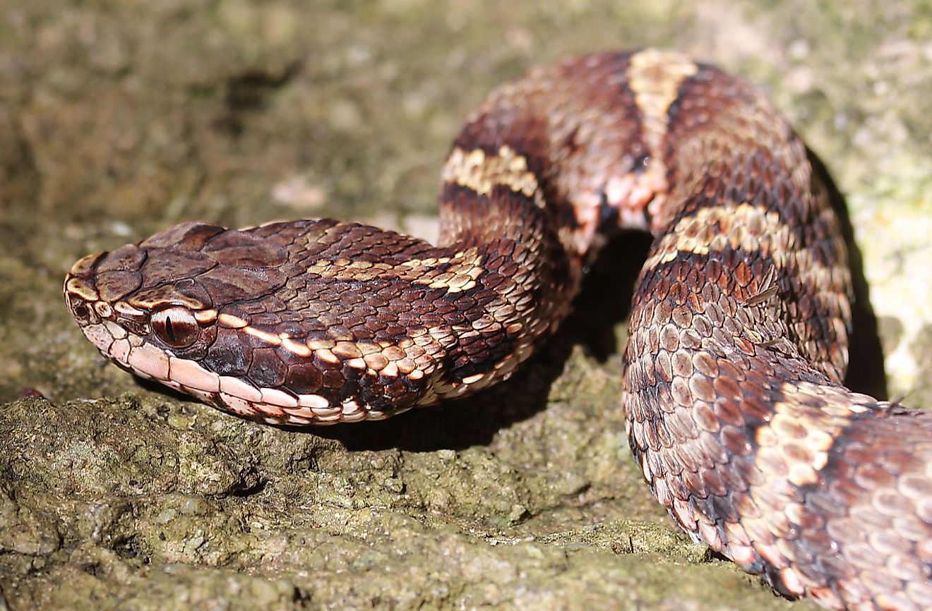 Gloydius blomhoffii or Japanese pit viper on Mount Tengura, in Mie prefecture, Japan. Image credit: Alpsdake/Wikimedia.org