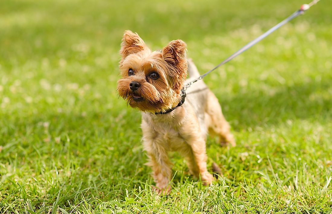 A yorkshire terrier dog. 