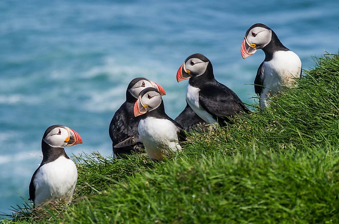 Atlantic puffins in Iceland. 