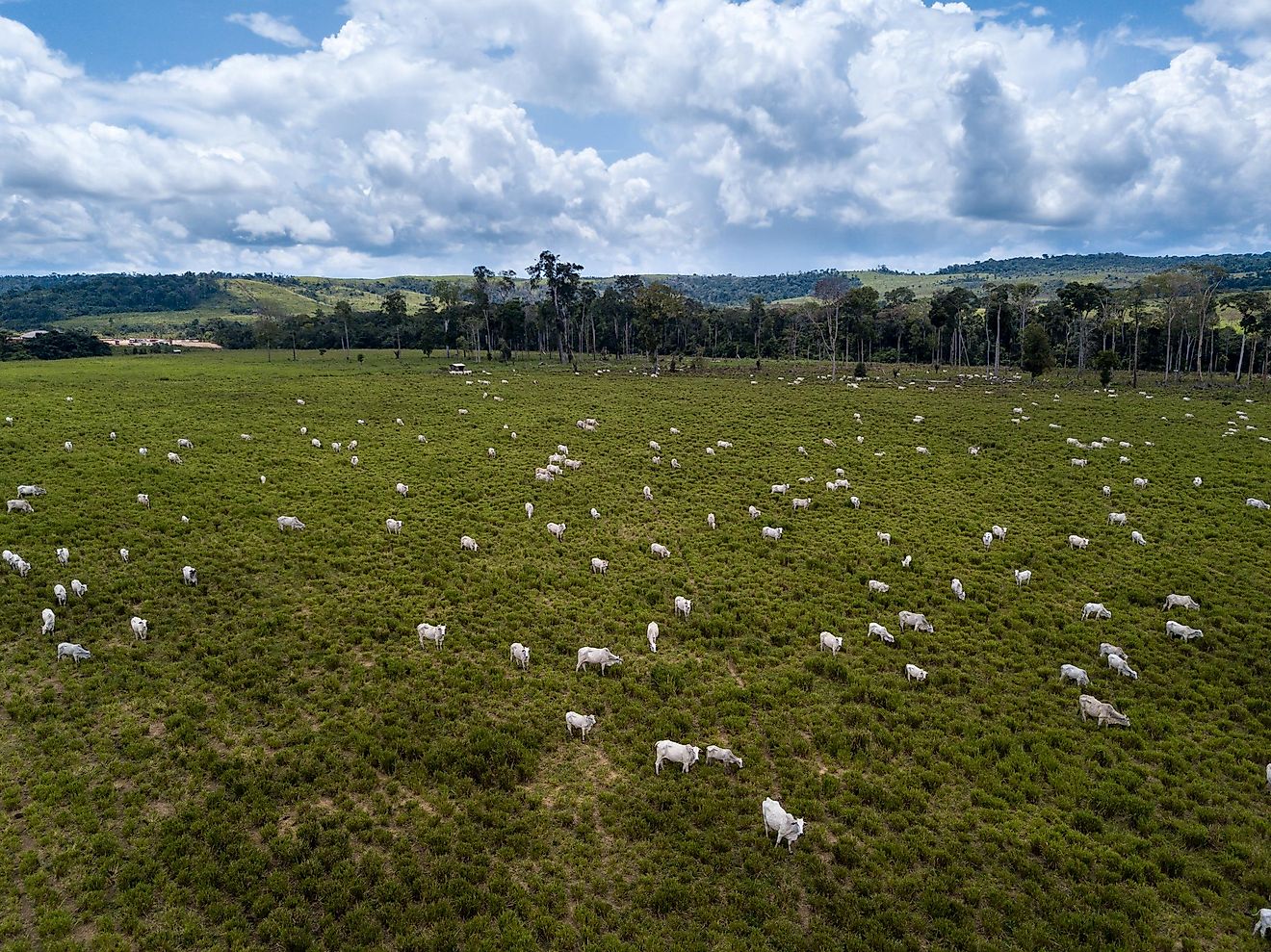 Many rainforests have been burnt down to make way for animal agriculture.