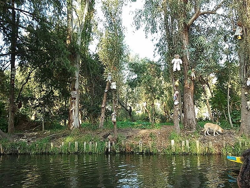 Dolls hanging from the trees on Isla de las Munecas.