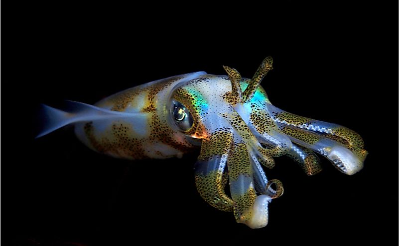 Bigfin reef squid in Bali.