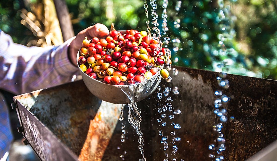 Coffee cherries undergo semi or full washing during processing.