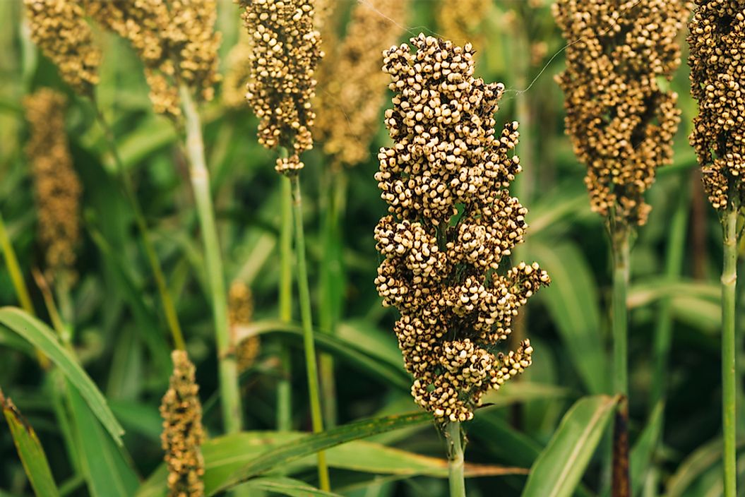 Sorghum is an important cereal crop grown throughout the world.