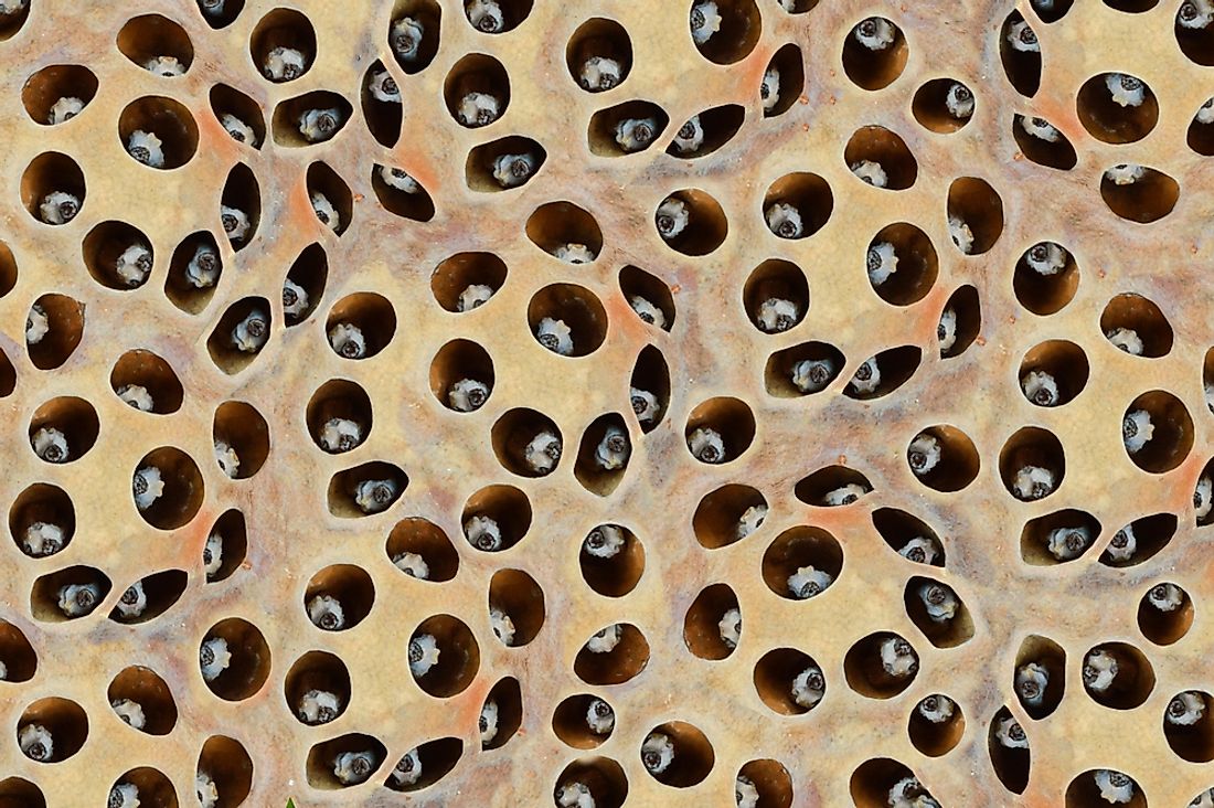 The seeds of the lotus flower are a known trigger for many sufferers of trypophobia.