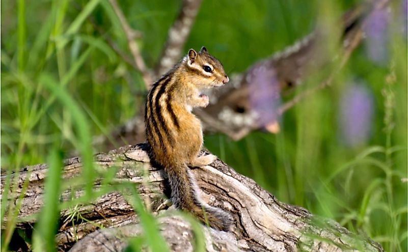 Siberian Chipmunk