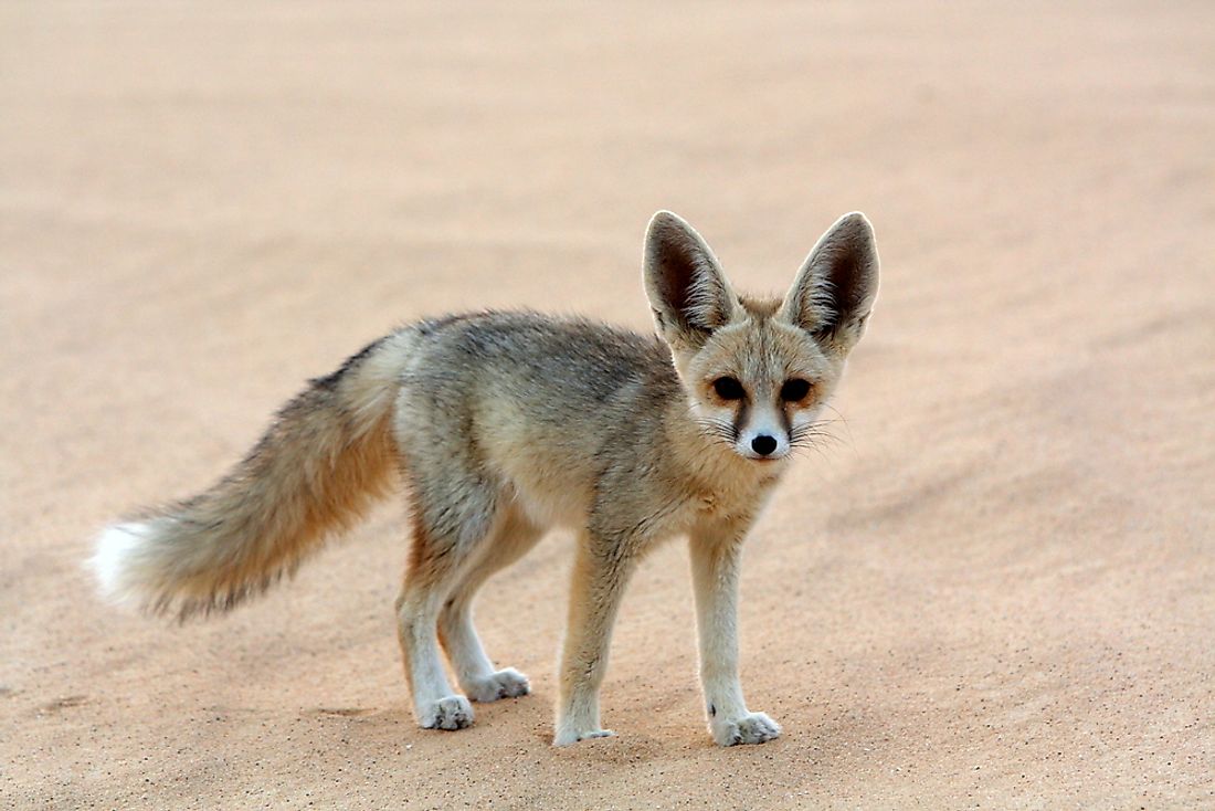 A fennec fox in the Egyptian Sahara Desert.  Image Credit: Cat Downie / Shutterstock.com