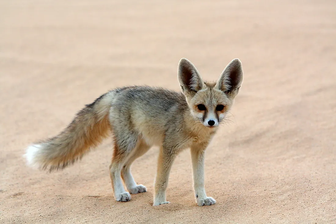 sahara desert animals and plants