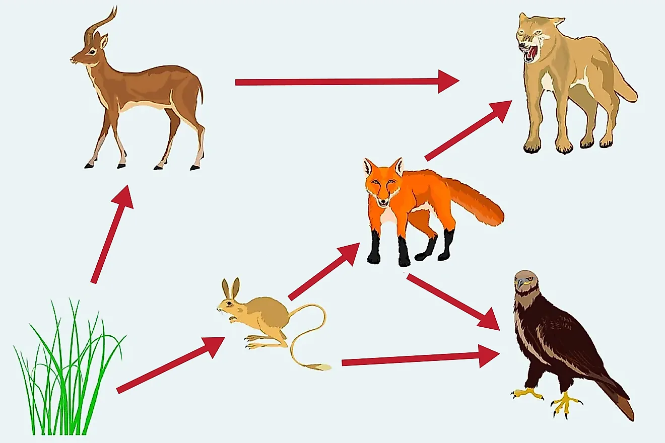 A food web showing the consumption of energy from the primary producer (plant) to the primary consumers and then to the secondary, tertiary, and/or quaternary consumers.