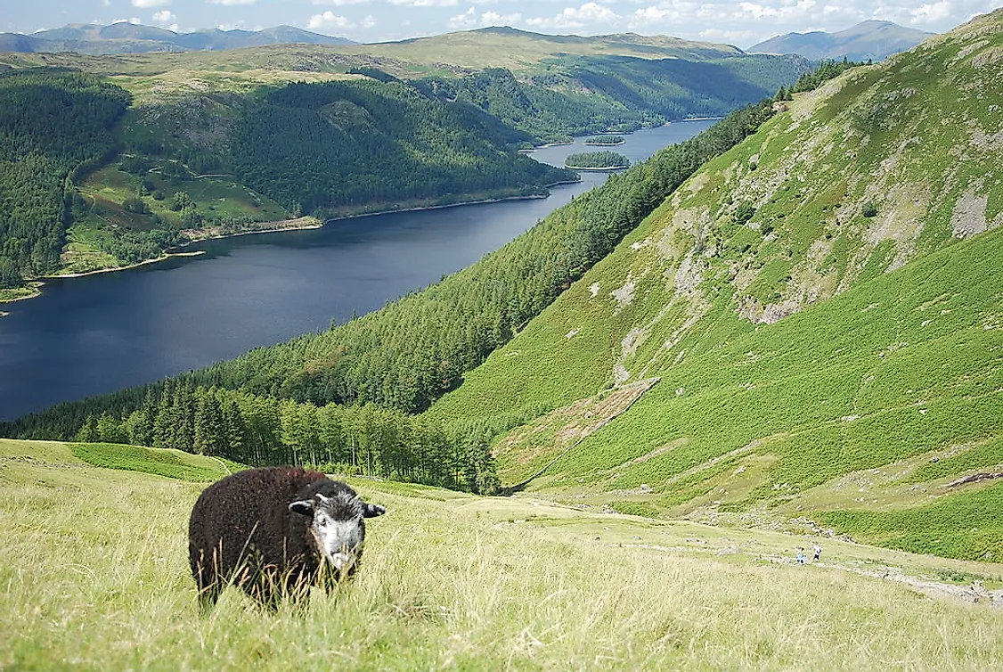 A Herdwick grazing above Thirlmere in Lake District, England.