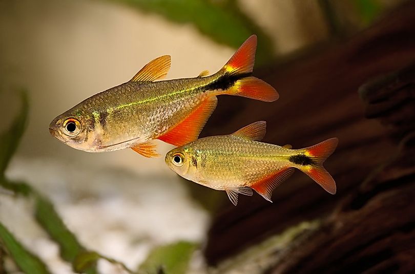 A pair of Buenos Aires Tetra.