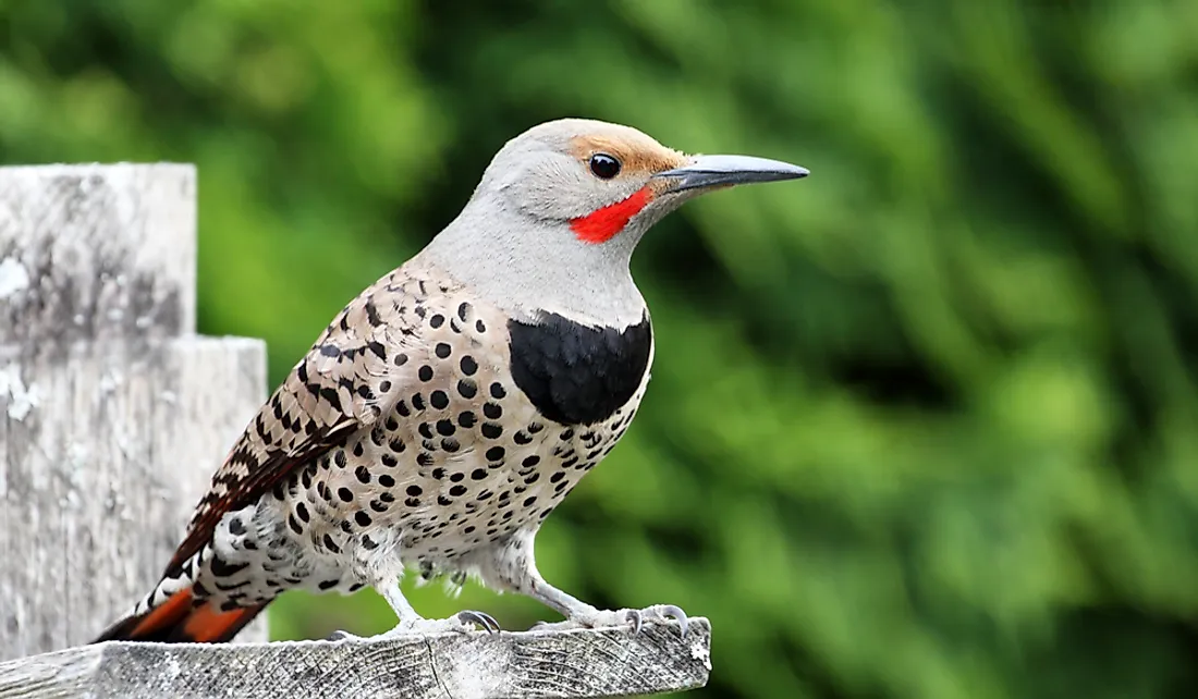 The northern flicker is a type of woodpecker.