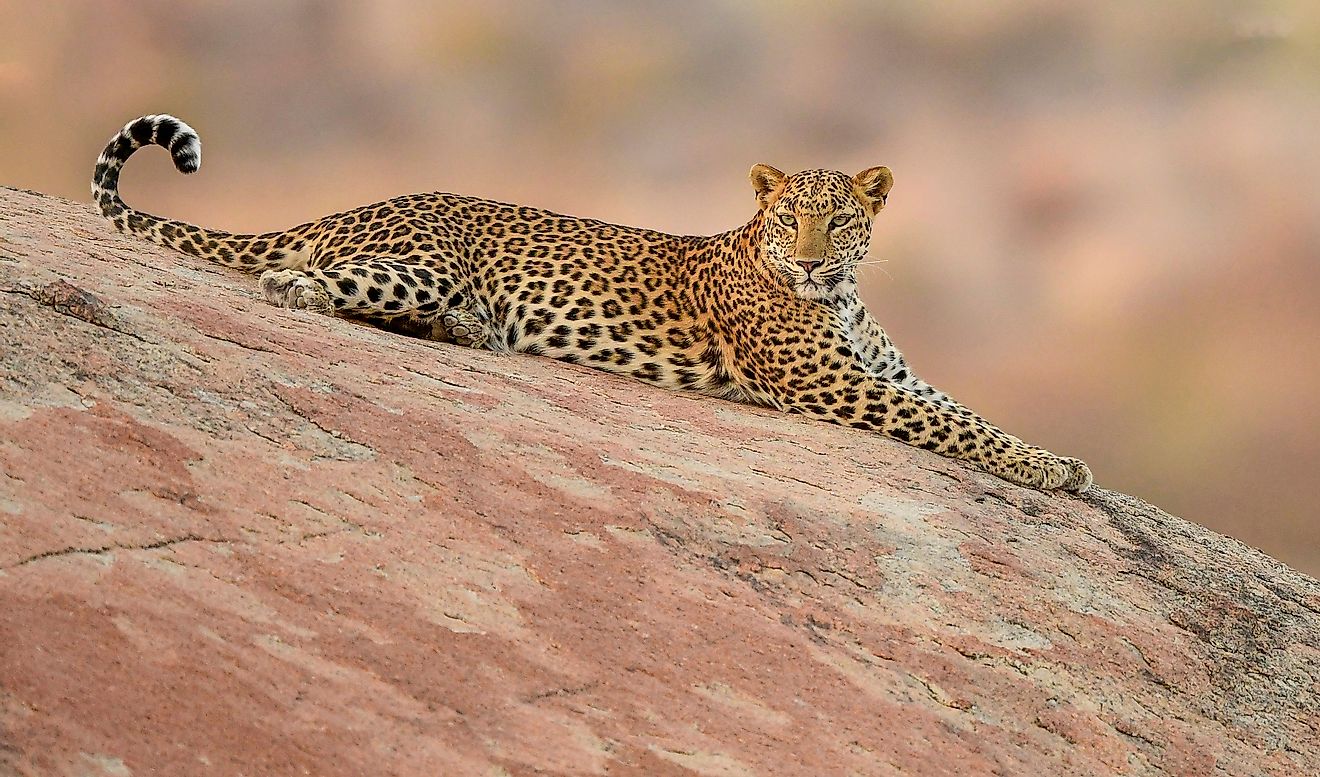 Jawai- India's Leopard Hills is home to close to 70 wild Leopards, seen here is one of the dominant female Leopard keeping a vigil over her territory from a cliff.