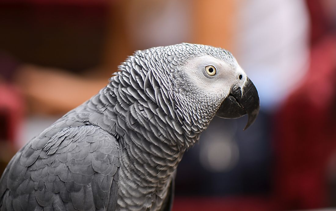 The African grey parrot. 