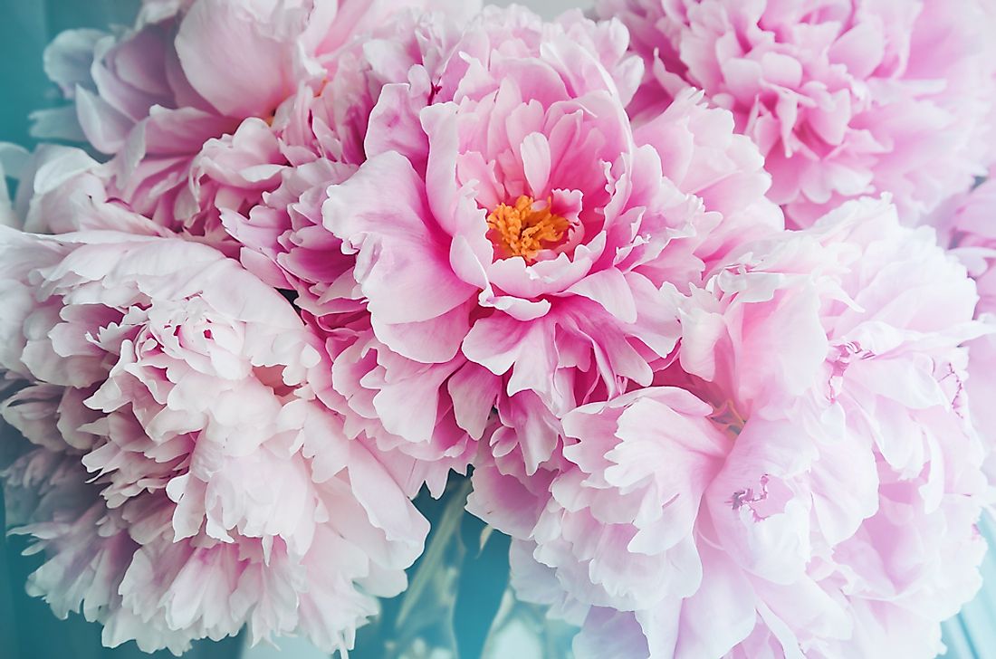 Peony.