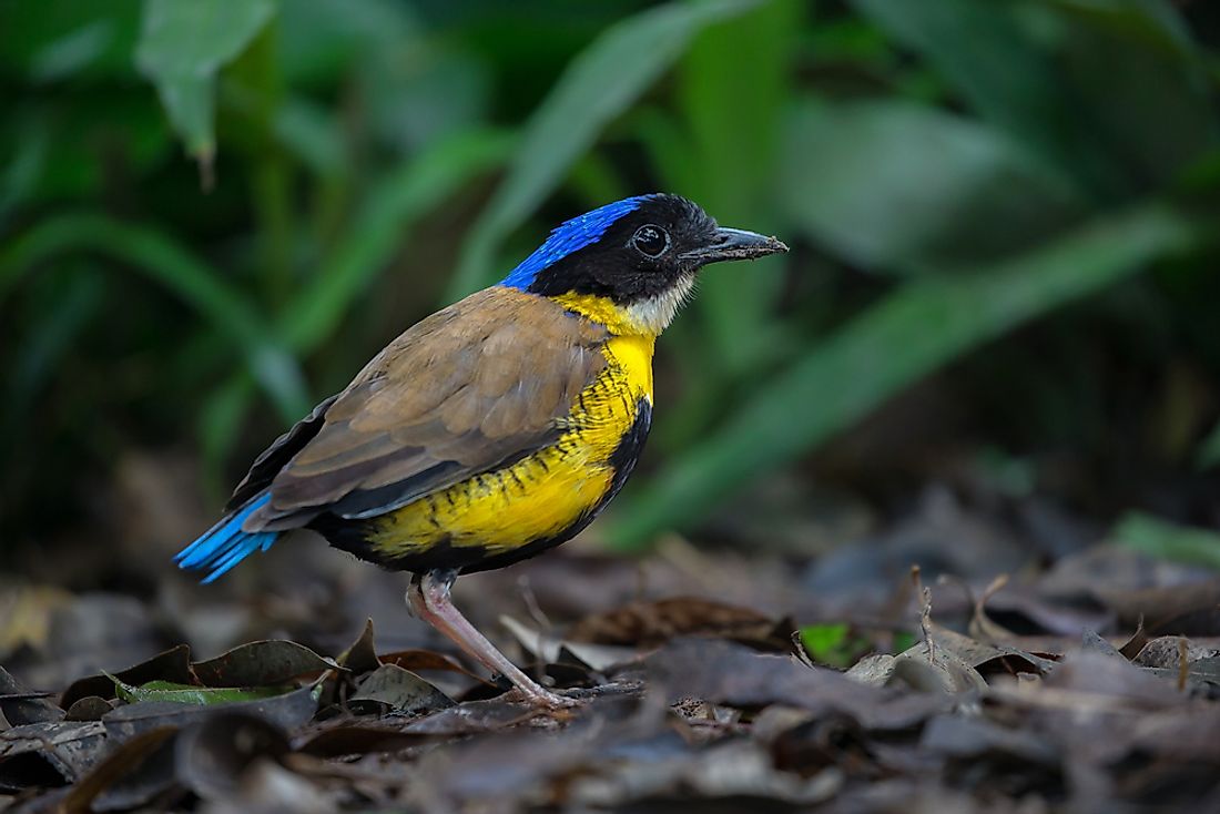 The Gurney's pitta is a rare bird that can be found in Thailand. 