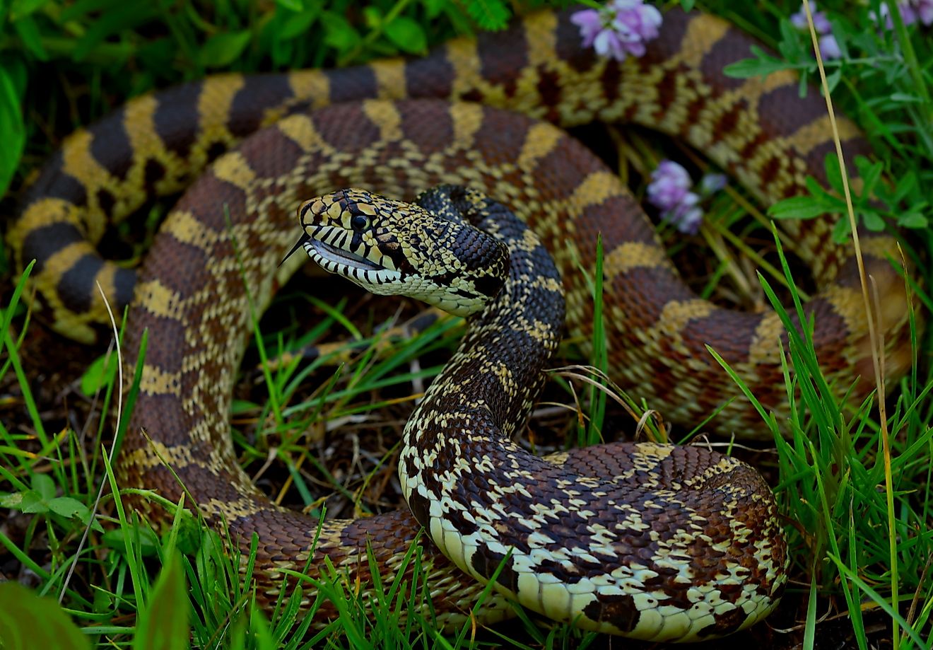 Bullsnakes live at the water's edge in several North Dakota locations. By Peter Paplanus  - Bullsnake (Pituophis catenifer sayi), CC BY 2.0, Wikimedia Commons