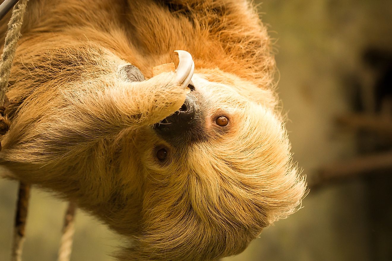 Two-Toed Sloth eating at the Omaha Zoo. Image credit: Dane Jorgensen/Shutterstock.com