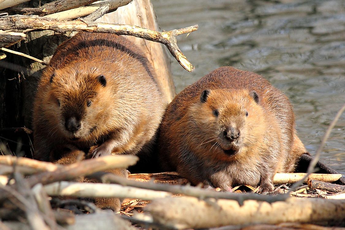 Beavers are one of the best examples of ecosystem engineers who drastically modify their habitats by building dams.