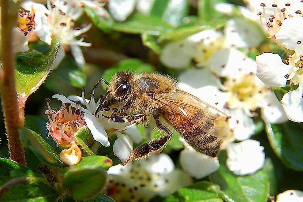 Apis mellifera​ sucking nectar from flowers.