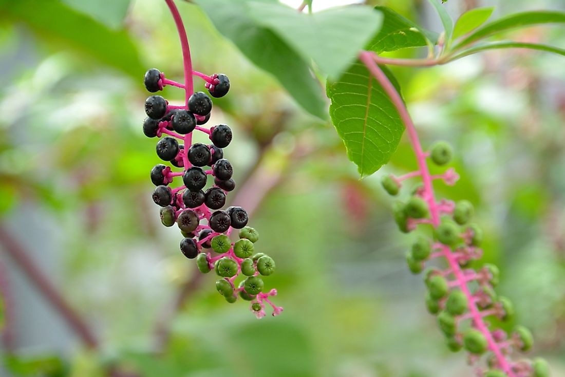 American pokeweed. 