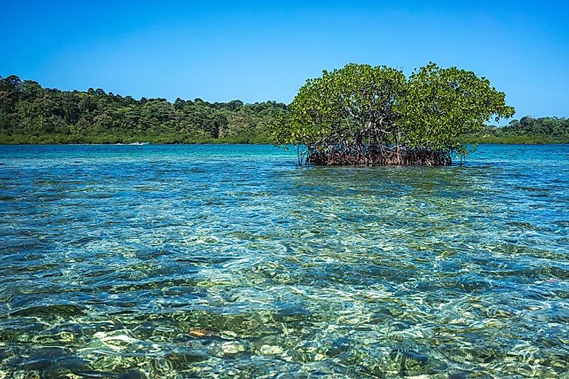 Mangroves along the Panamanian coast.