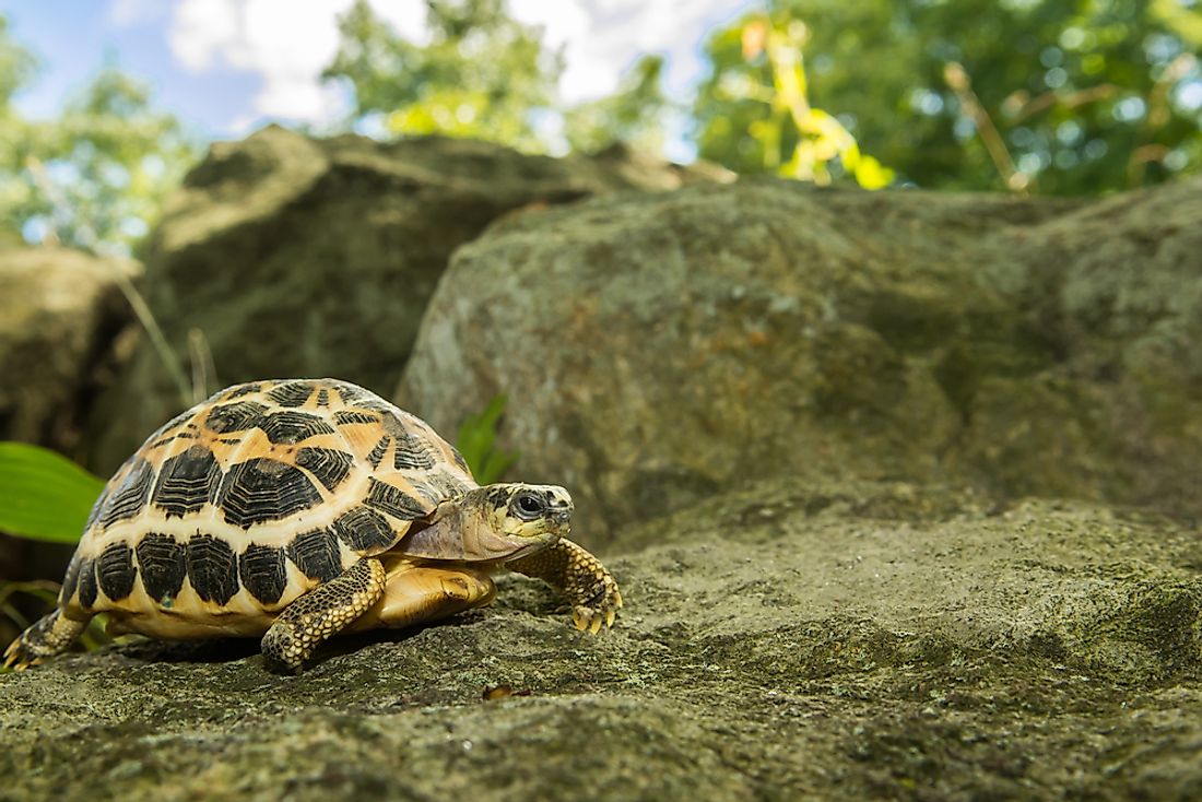 The Spider Tortoise (Pyxis arachnoides) is a critically endangered species endemic to Madagascar. 