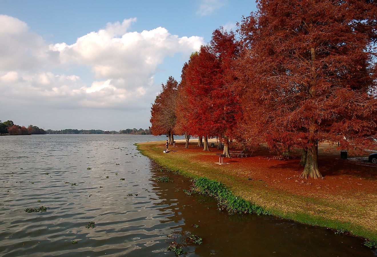 Cypress trees with red leaves at University Lake, Baton Rouge, Louisiana.